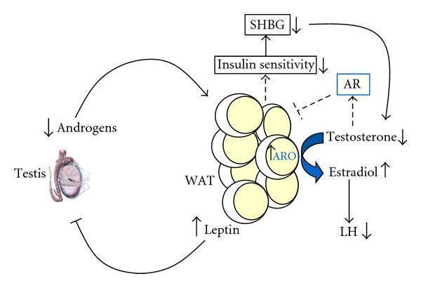 Original steroid-hormone pathway figure from the low-testosterone source article